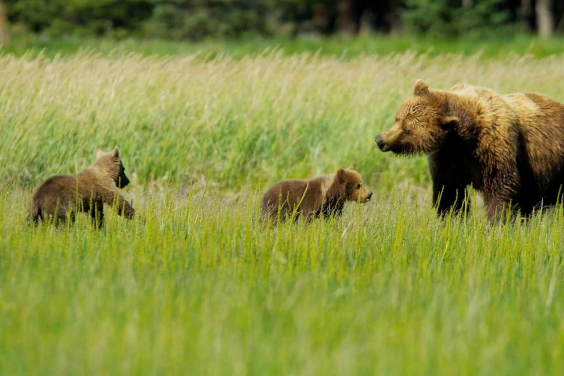 Brown bear and cubs in the wild