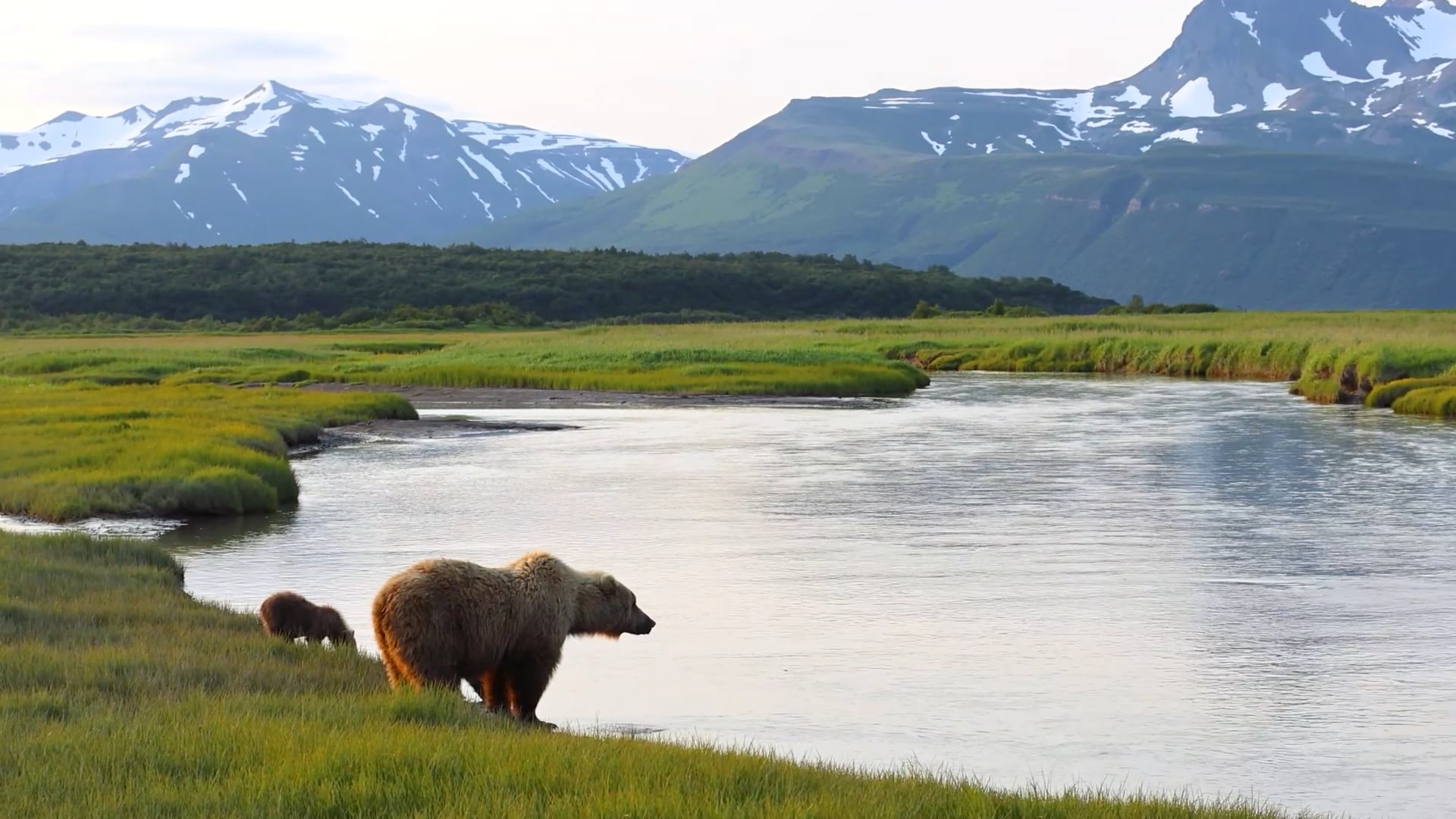 Bear standing next to a river
